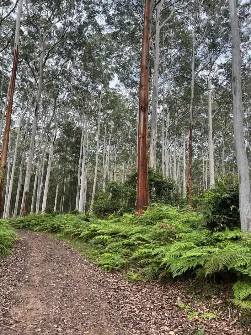 Albert Park Lake Loop Road trail in Melbourne, VIC