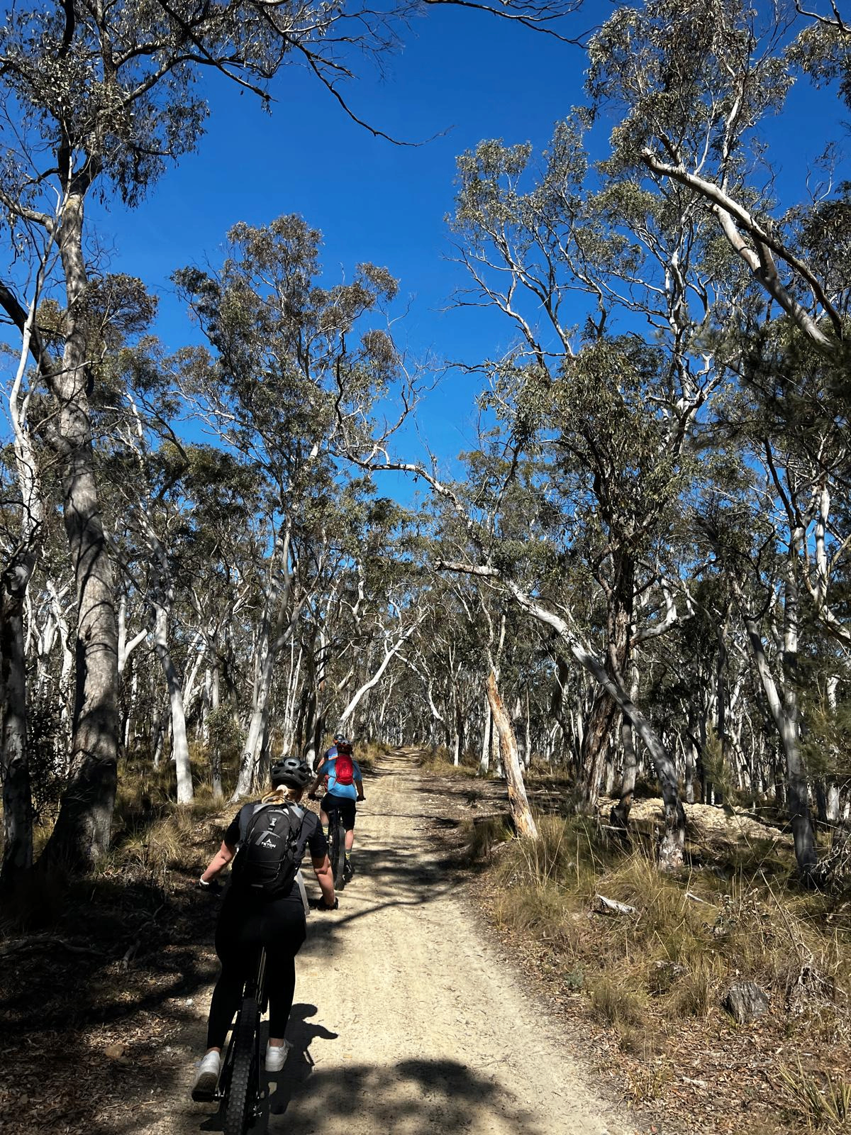 Atherton Forest MTB Park MTB trail in Tropical North Queensland, QLD