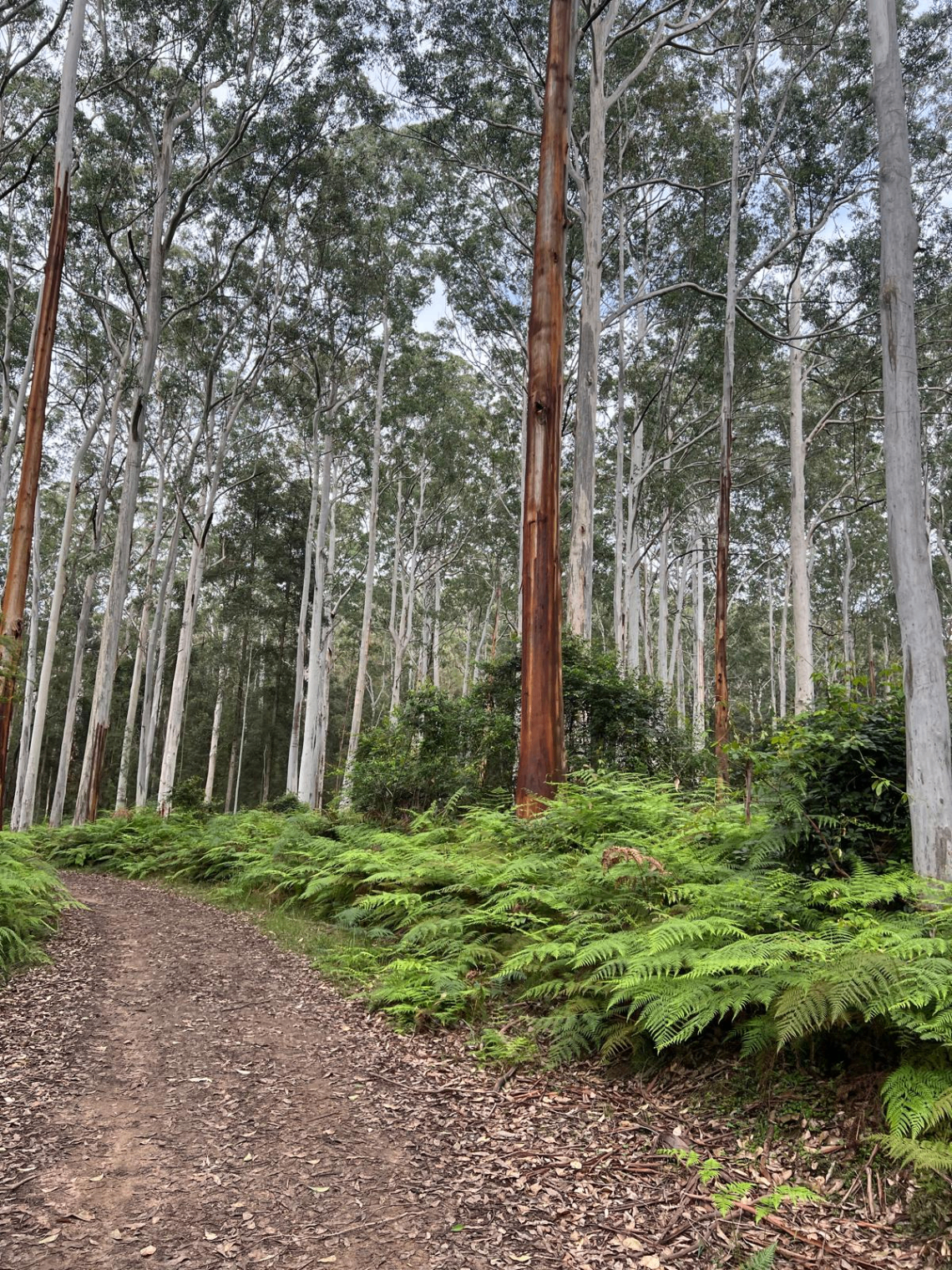 Beasleys Nursery MTB trail in Melbourne East, VIC