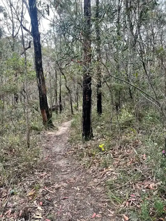 Hazelbrook MTB trail in Blue Mountains, NSW