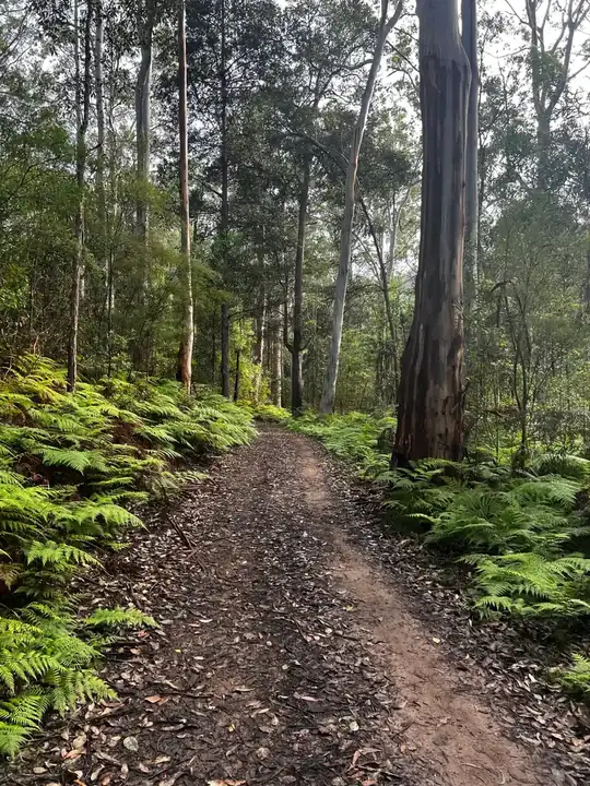 Shaws Ridge / Blue Gum Swamp Loop MTB trail in Winmalee / Blue Mountains, NSW
