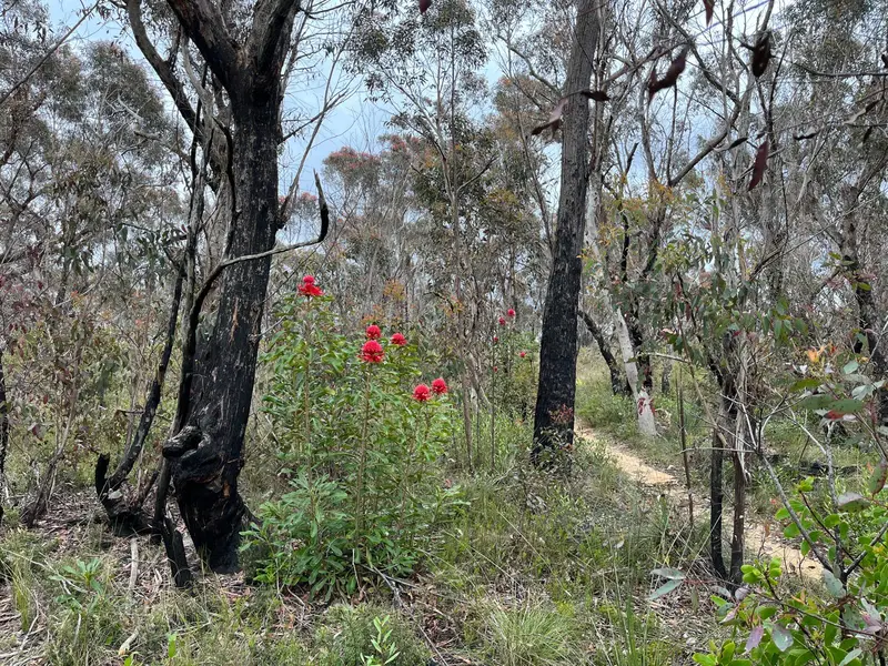 Burramoko Ridge (Hanging Rock) trail MTB trail in Blackheath, Blue Mountains, NSW